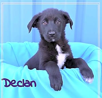Photo of Declan