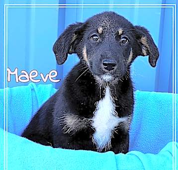 Photo of Maeve