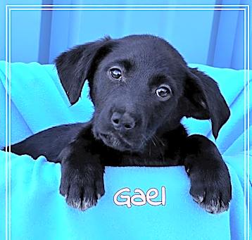 Photo of Gael