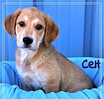 Photo of Celt