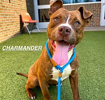 Photo of Charmander