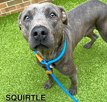 Photo of Squirtle