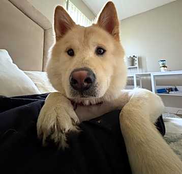 Photo of Hatchi