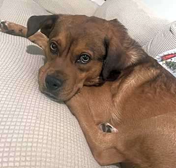 Photo of Chewy