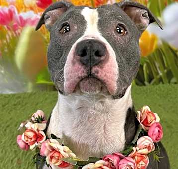 Photo of Daisy