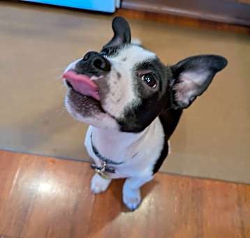 Photo of Pippin