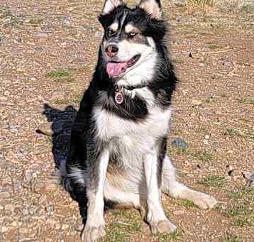 Photo of Meeko