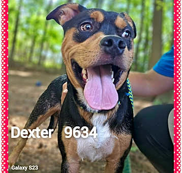 Photo of DEXTER