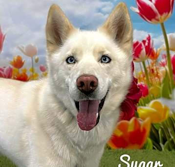 Photo of Sugar