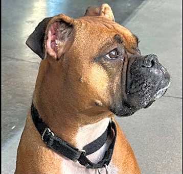 Photo of Roka