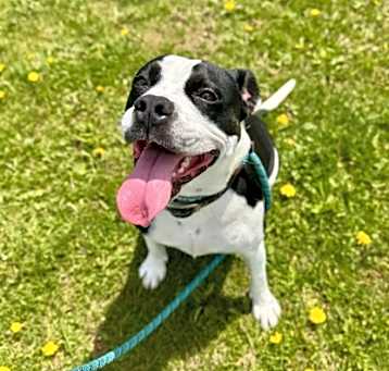 Photo of Charlie AKA Cookie