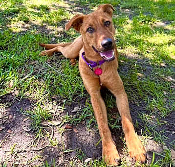 Photo of Jodi Crosby The Doggy Bestie!
