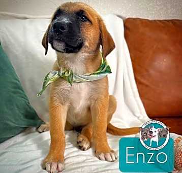 Photo of Enzo Pickled Pepper