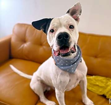 Photo of Tate Ark Family Dog
