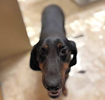 Photo of Duke