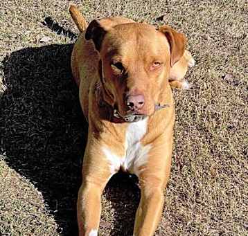 Photo of Boone