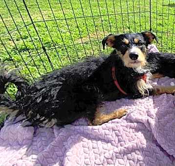 Photo of Lucky