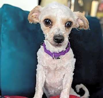 Photo of LILY
