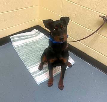 Photo of PEPSI