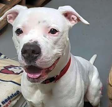 Photo of Dozer
