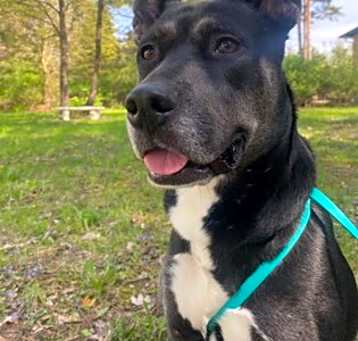 Photo of Ziggy