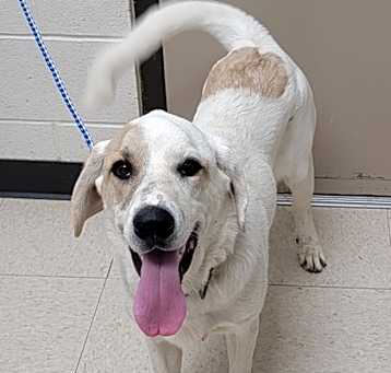 Photo of Kringle