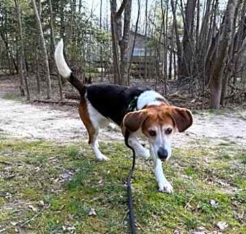 Photo of Amere