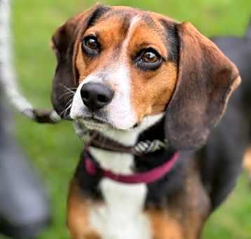 Photo of Millie