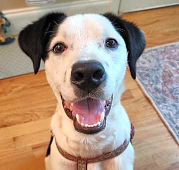 Photo of Sniffer