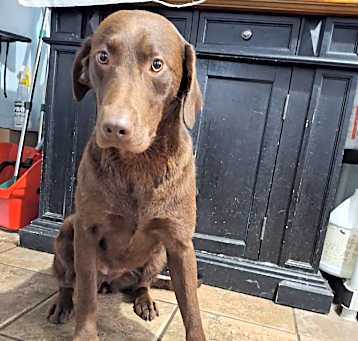 Photo of Hazel