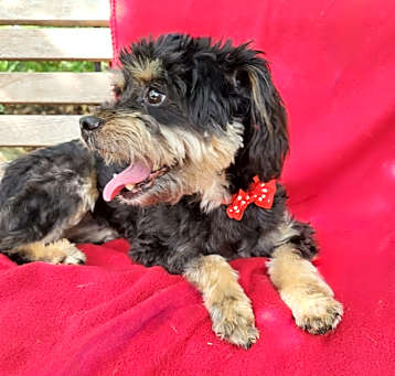 Photo of Ladybug