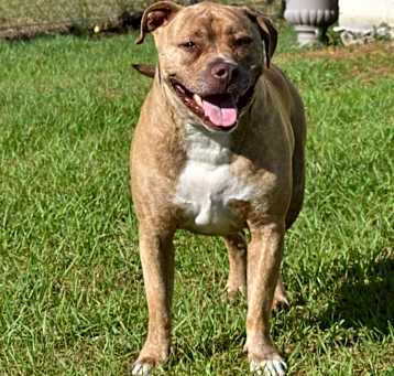 Photo of Tyson