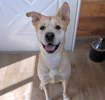 Photo of Hank