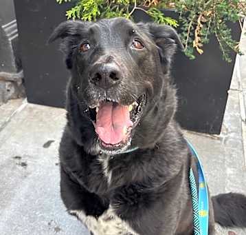 Photo of Dallas(Obi)