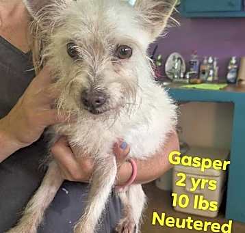 Photo of Gasper