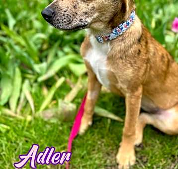 Photo of Adler
