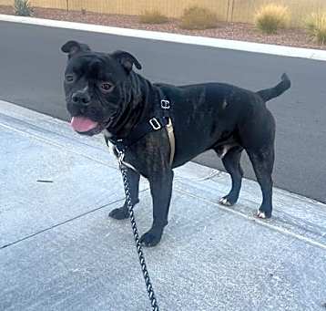 Photo of ROSCOE #8