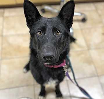 Photo of Nala