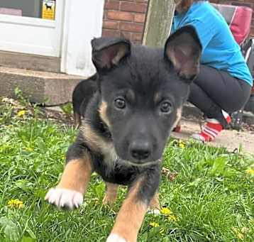 Photo of Starsky