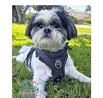 Photo of Diesel