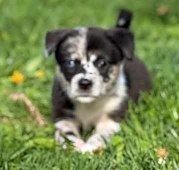 Photo of Little Girl