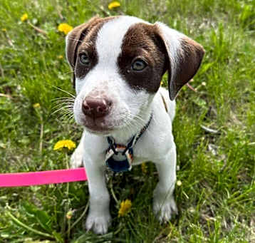Photo of Sneezy