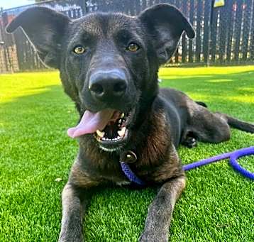 Photo of Guinness