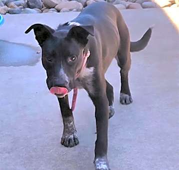 Photo of *OZZIE