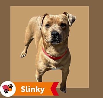 Photo of SLINKY