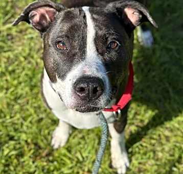 Photo of HARLEY