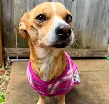 Photo of Ladybird