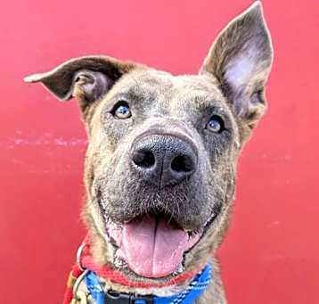Photo of Paisley