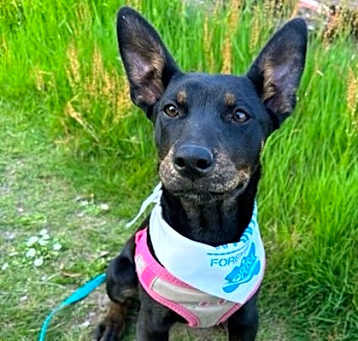 Photo of Sadie