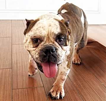 Photo of STRAY NOT AVAILABLE